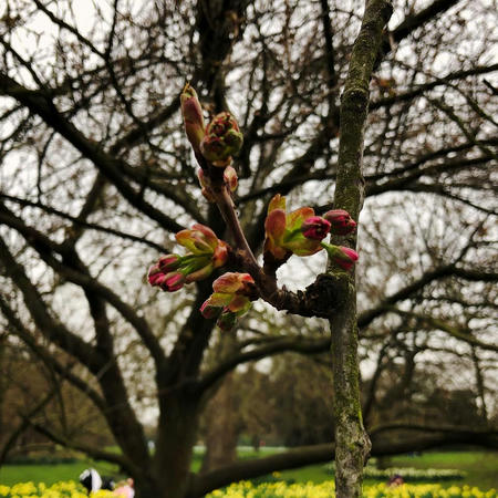 First of the cherry blossoms in Greenwich Park 🌸
